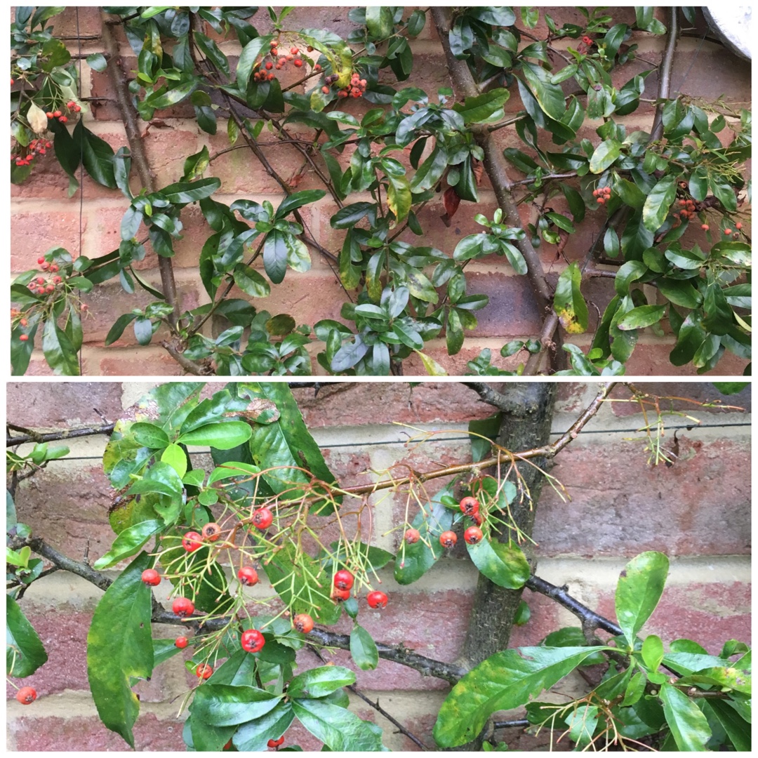 Pyracantha Cadrou syn. Pyracantha Saphyr Rouge, Pyracantha Saphyr Red in the GardenTags plant encyclopedia Firethorn Saphyr Rouge in the GardenTags plant encyclopedia
