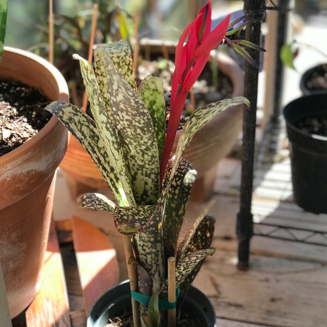 Billbergia Casa Blanca in the GardenTags plant encyclopedia Casa Blanca Bromeliad in the GardenTags plant encyclopedia