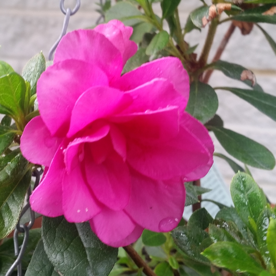 Azalea Indica  Happy Days in the GardenTags plant encyclopedia