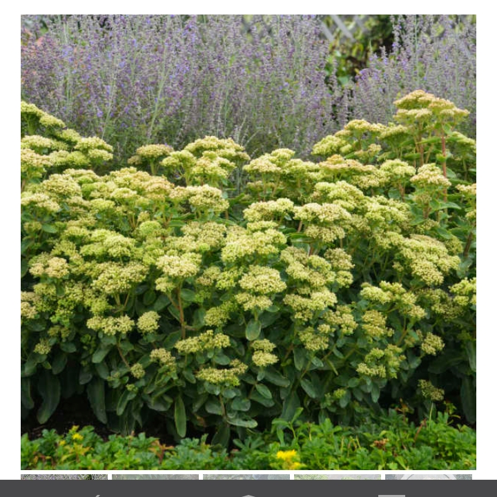 Sedum Lemon Jade in the GardenTags plant encyclopedia Stonecrop Lemon Jade in the GardenTags plant encyclopedia