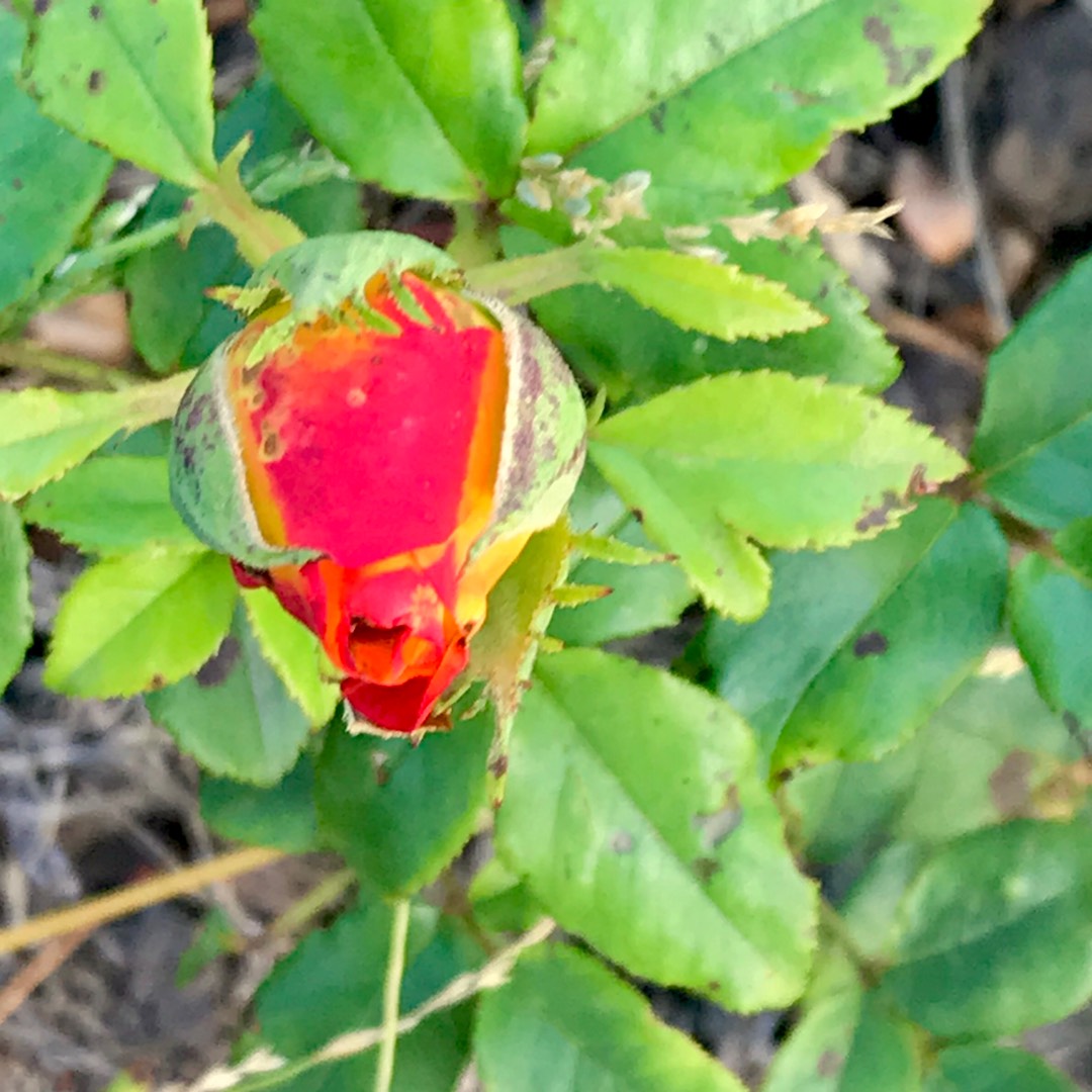 Rosa Magma Kordaelf in the GardenTags plant encyclopedia Rose Magma in the GardenTags plant encyclopedia