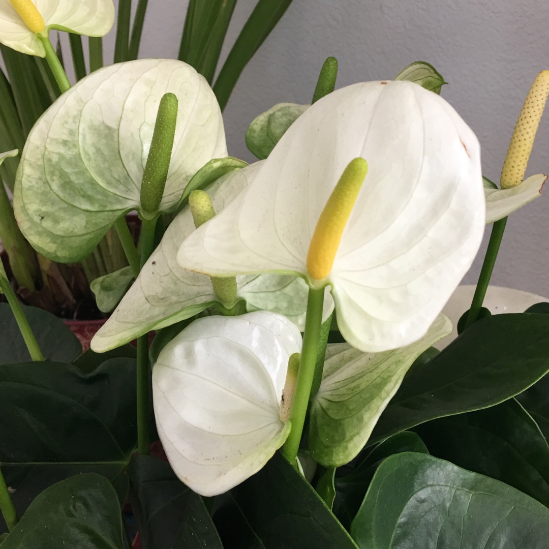 Anthurium (Andraenum Group) Anthcapbuk syn. Anthurium Sierra White in the GardenTags plant encyclopedia Flamingo Flower Sierra White in the GardenTags plant encyclopedia