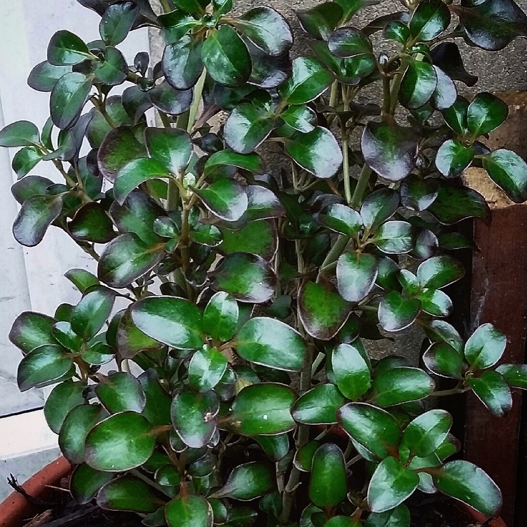 Coprosma repens Karo Red in the GardenTags plant encyclopedia Looking Glass Plant Karo Red in the GardenTags plant encyclopedia