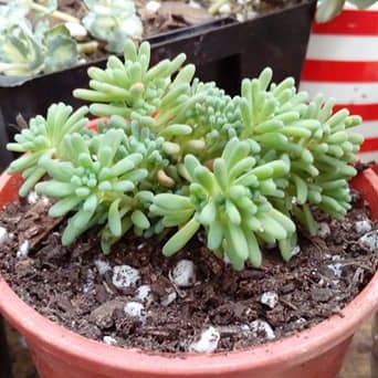 Sedum rubens Lizard Of Madagascar in the GardenTags plant encyclopedia Sedum Lizard Of Madagascar in the GardenTags plant encyclopedia