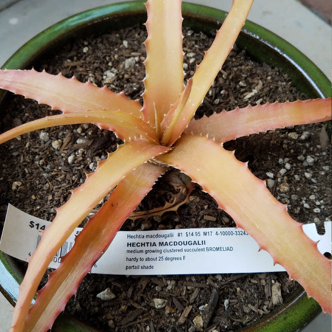Hechtia macdouhalii in the GardenTags plant encyclopedia False Agave in the GardenTags plant encyclopedia