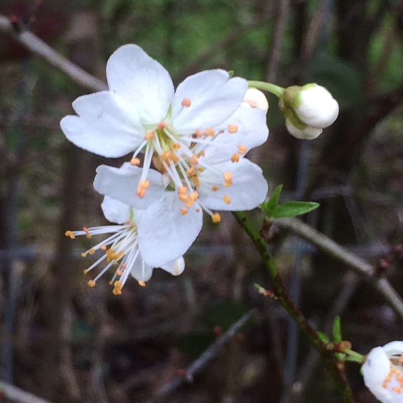 Prunus cerasifera in the GardenTags plant encyclopedia Cherry-plum in the GardenTags plant encyclopedia