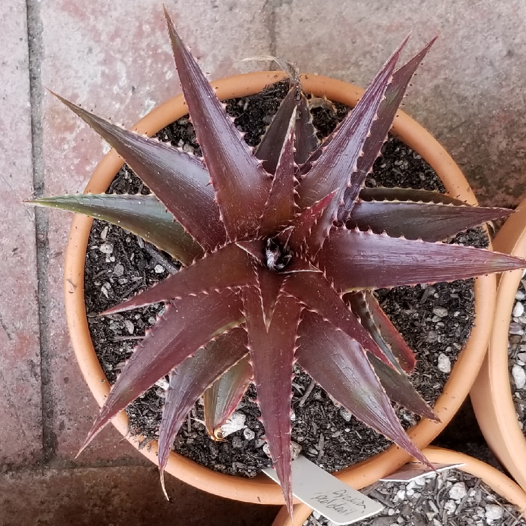 Dyckia Red Devil in the GardenTags plant encyclopedia Red-leafed Dyckia in the GardenTags plant encyclopedia