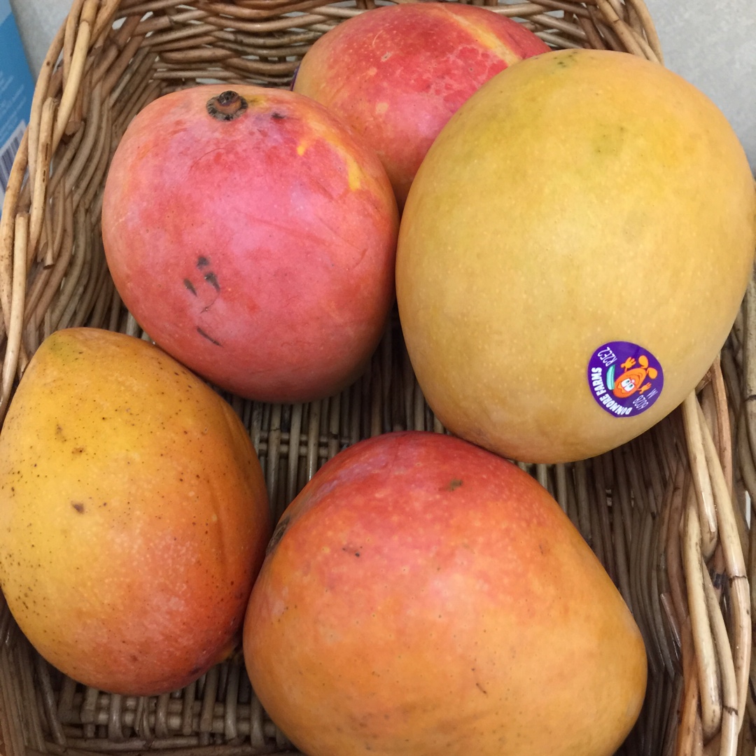 Mango R2E2 in the GardenTags plant encyclopedia