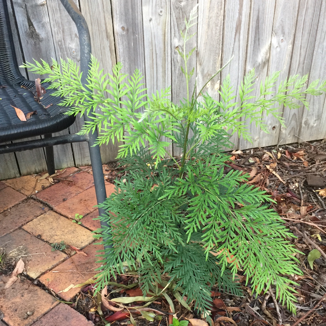 Grevillea Alba in the GardenTags plant encyclopedia White spider flower in the GardenTags plant encyclopedia