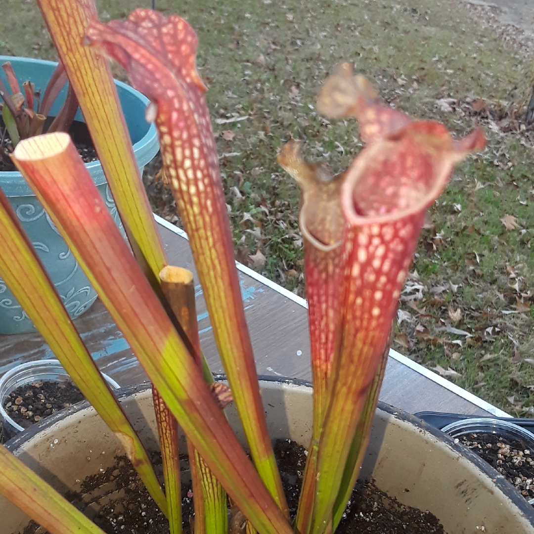 Sarracenia Night Sky x leucophylla in the GardenTags plant encyclopedia Pitcher Plant Night Sky x leucophylla in the GardenTags plant encyclopedia