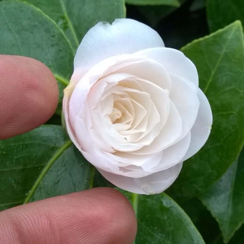 Camellia japonica Commander Mulroy in the GardenTags plant encyclopedia Camellia Commander Mulroy in the GardenTags plant encyclopedia
