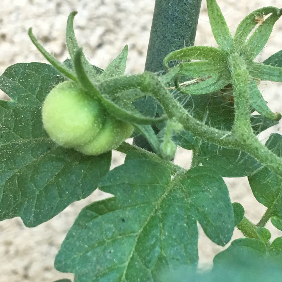 Solanum lycopersicum Marglobe in the GardenTags plant encyclopedia Tomato Marglobe in the GardenTags plant encyclopedia