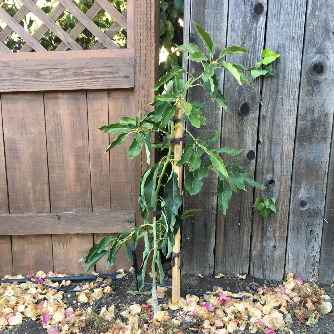 Persea americana Little Cado in the GardenTags plant encyclopedia Dwarf Avocado Little Cado in the GardenTags plant encyclopedia