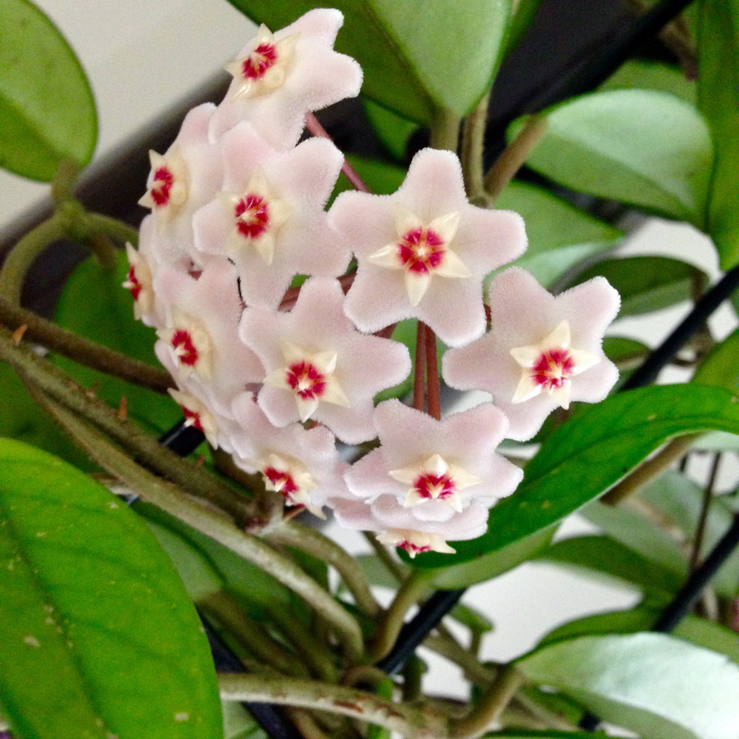 hoya