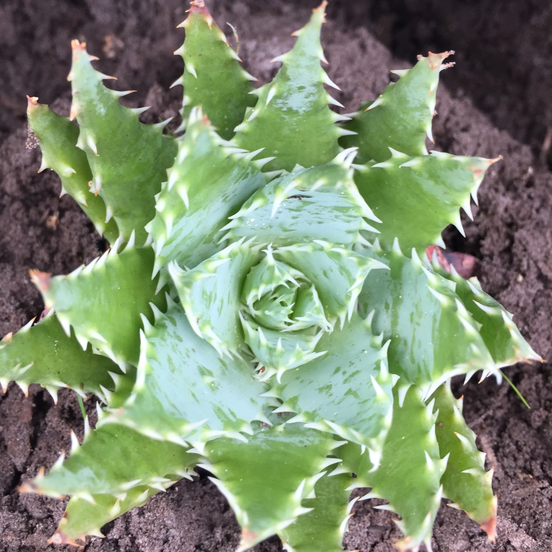 Aloe hybrid Mountain Gem in the GardenTags plant encyclopedia Aloe Mountain Gem in the GardenTags plant encyclopedia