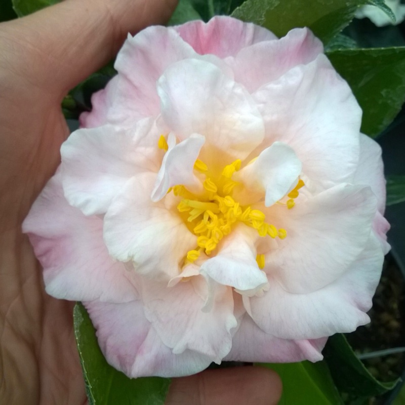 Camellia japonica Laurie Bray in the GardenTags plant encyclopedia Camellia Laurie Bray in the GardenTags plant encyclopedia