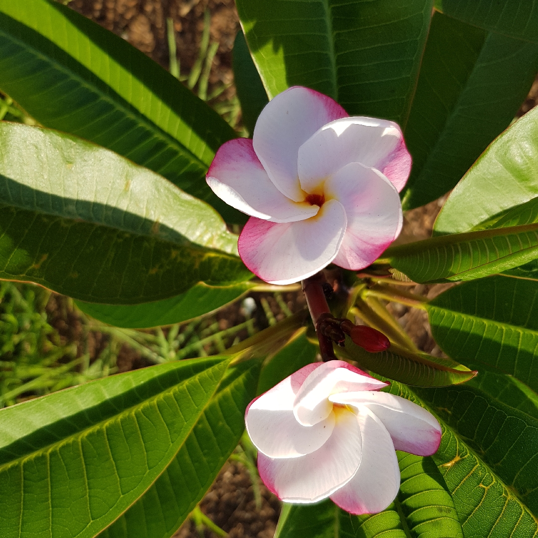 Plumeria rubra LuLu in the GardenTags plant encyclopedia Frangipani LuLu in the GardenTags plant encyclopedia