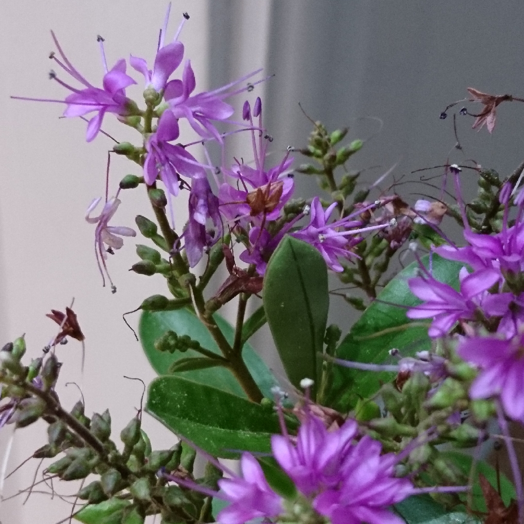 Hebe Karna in the GardenTags plant encyclopedia Shrubby veronica Karna in the GardenTags plant encyclopedia