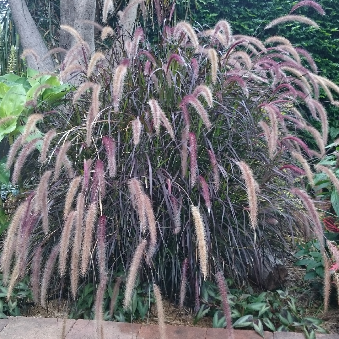 Pennisetum setacum rubrum Purple Mist in the GardenTags plant encyclopedia Purple Fountain Grass Purple Mist in the GardenTags plant encyclopedia