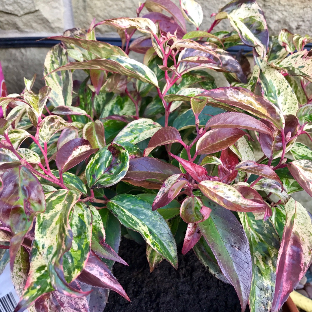 Leucothoe fontainesiana Walterii Rainbow in the GardenTags plant encyclopedia Dog-hobble Rainbow in the GardenTags plant encyclopedia