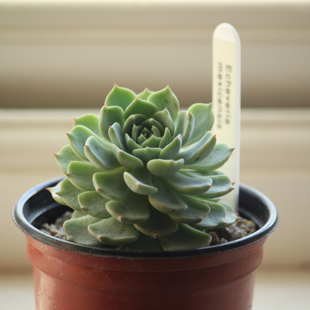 Echeveria Mexicensis in the GardenTags plant encyclopedia Echeveria Mexicensis in the GardenTags plant encyclopedia