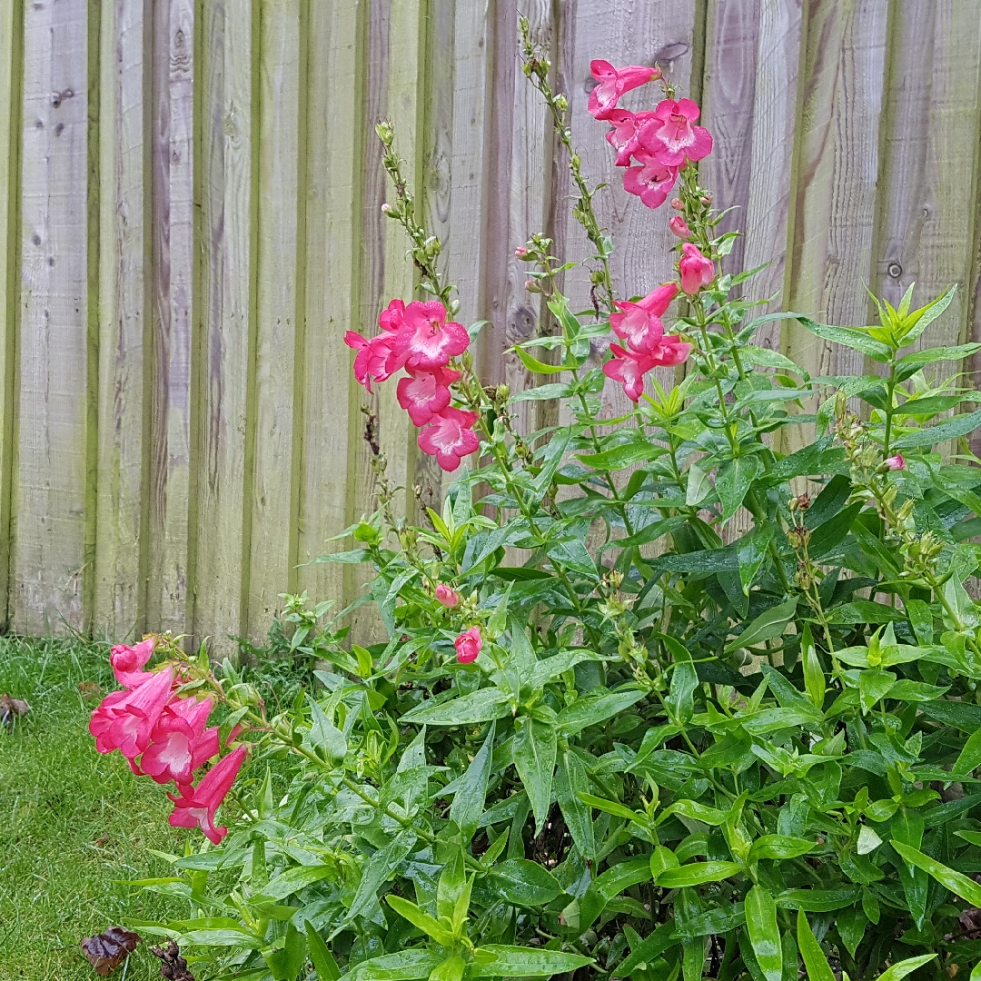 Penstemon Bubblegum in the GardenTags plant encyclopedia Penstemon Bubblegum in the GardenTags plant encyclopedia