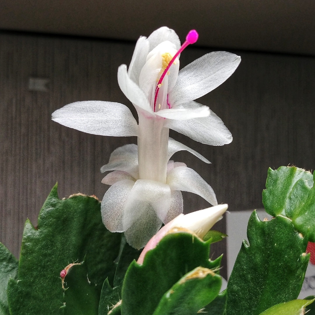 Schlumbergera truncata Livia in the GardenTags plant encyclopedia Zygocactus Livia in the GardenTags plant encyclopedia