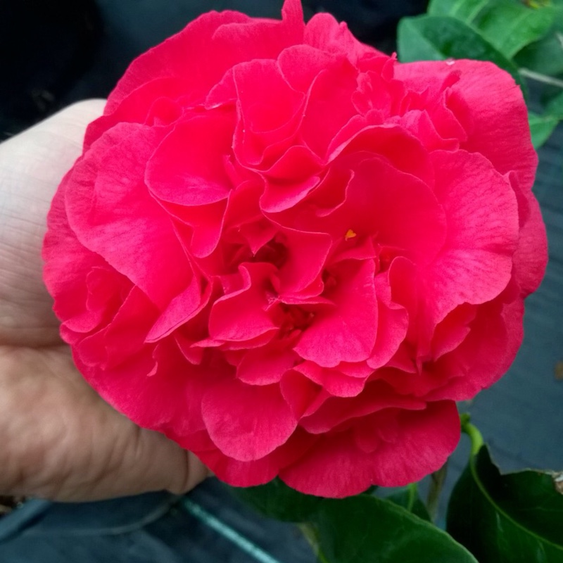 Camellia japonica Kramers Supreme in the GardenTags plant encyclopedia Camellia Kramers Supreme in the GardenTags plant encyclopedia