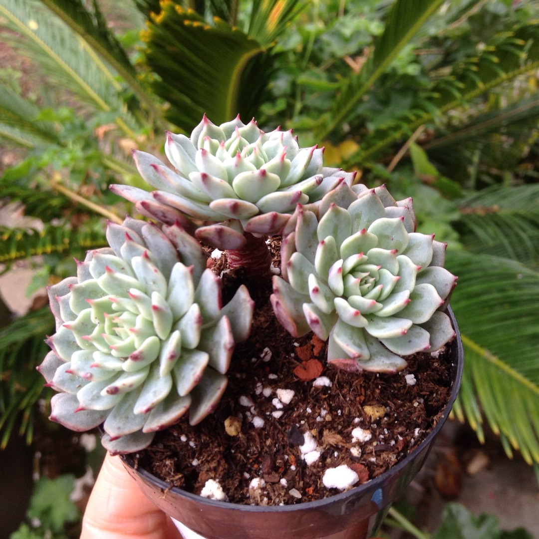 Echeveria Pinwheel in the GardenTags plant encyclopedia