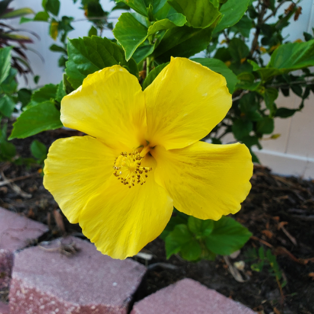 Hibiscus rosa-sinensis Fort Myers Yellow in the GardenTags plant encyclopedia Tropical Hibiscus Fort Myers Yellow in the GardenTags plant encyclopedia