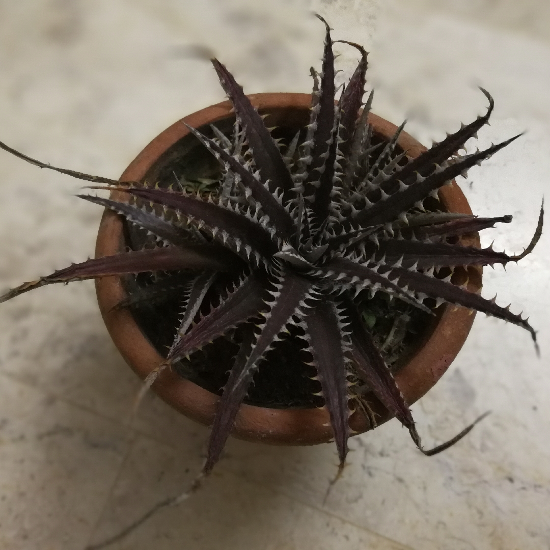 Dyckia Brittle Star in the GardenTags plant encyclopedia Dyckia Bromeliad Brittle Star in the GardenTags plant encyclopedia