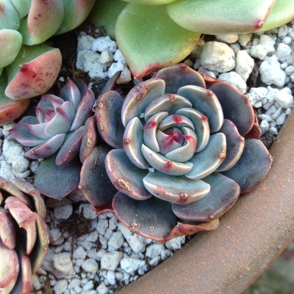 Echeveria Santa Lewis in the GardenTags plant encyclopedia Echeveria Santa Lewis in the GardenTags plant encyclopedia