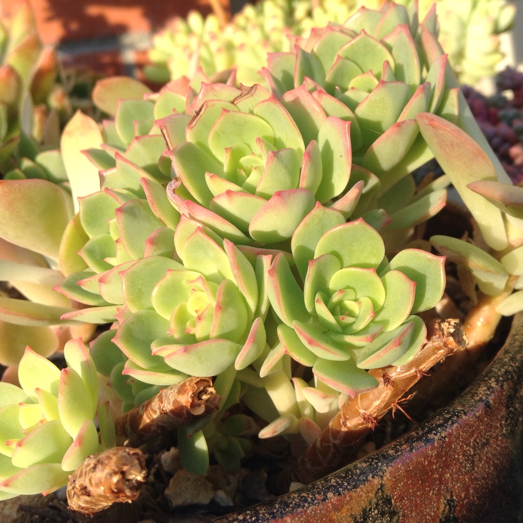 Sedeveria Green Rose in the GardenTags plant encyclopedia