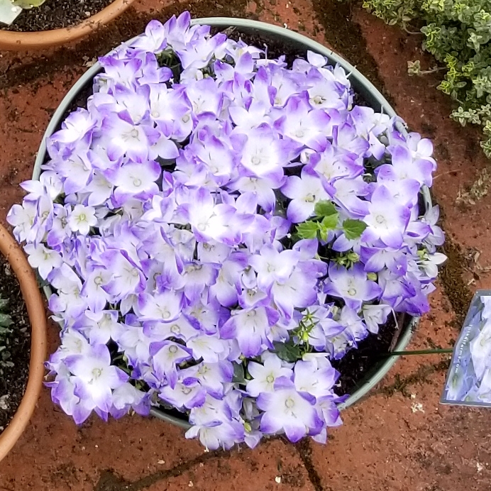 Campanula Fancy Mee® in the GardenTags plant encyclopedia Bellflower Fancy Mee® in the GardenTags plant encyclopedia