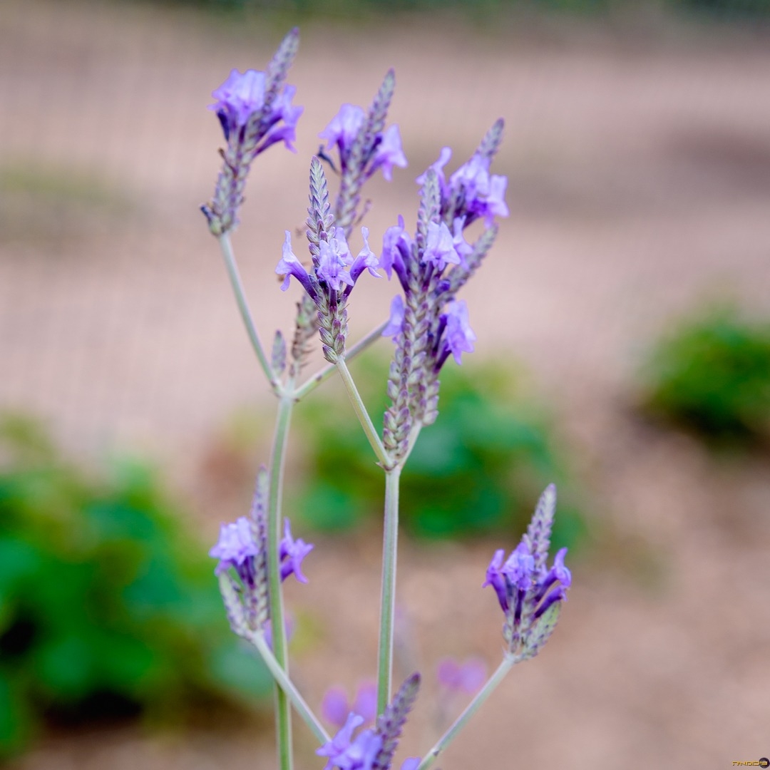 Lavandula canariensis in the GardenTags plant encyclopedia Canary Island Lavender in the GardenTags plant encyclopedia