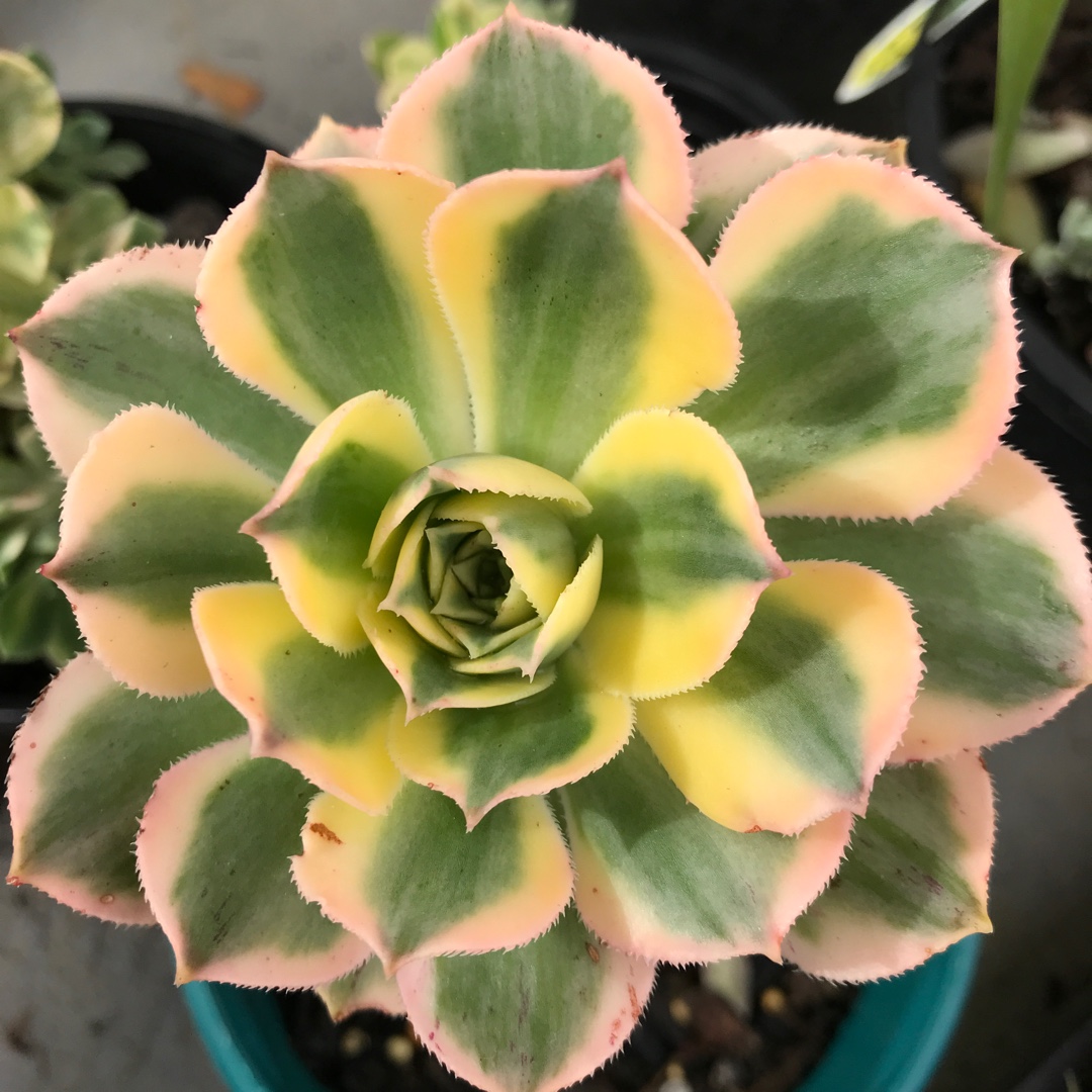 Aeonium Sunburst in the GardenTags plant encyclopedia