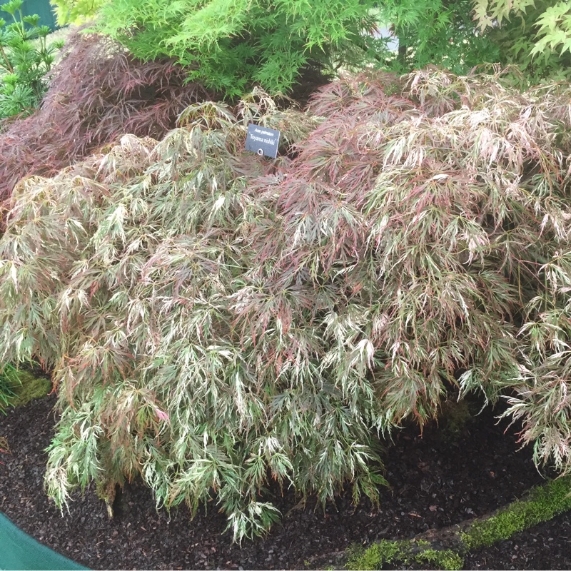 Acer Palmatum Beni-shidare Tricolor in the GardenTags plant encyclopedia Japanese Maple Beni-shidare Tricolor in the GardenTags plant encyclopedia