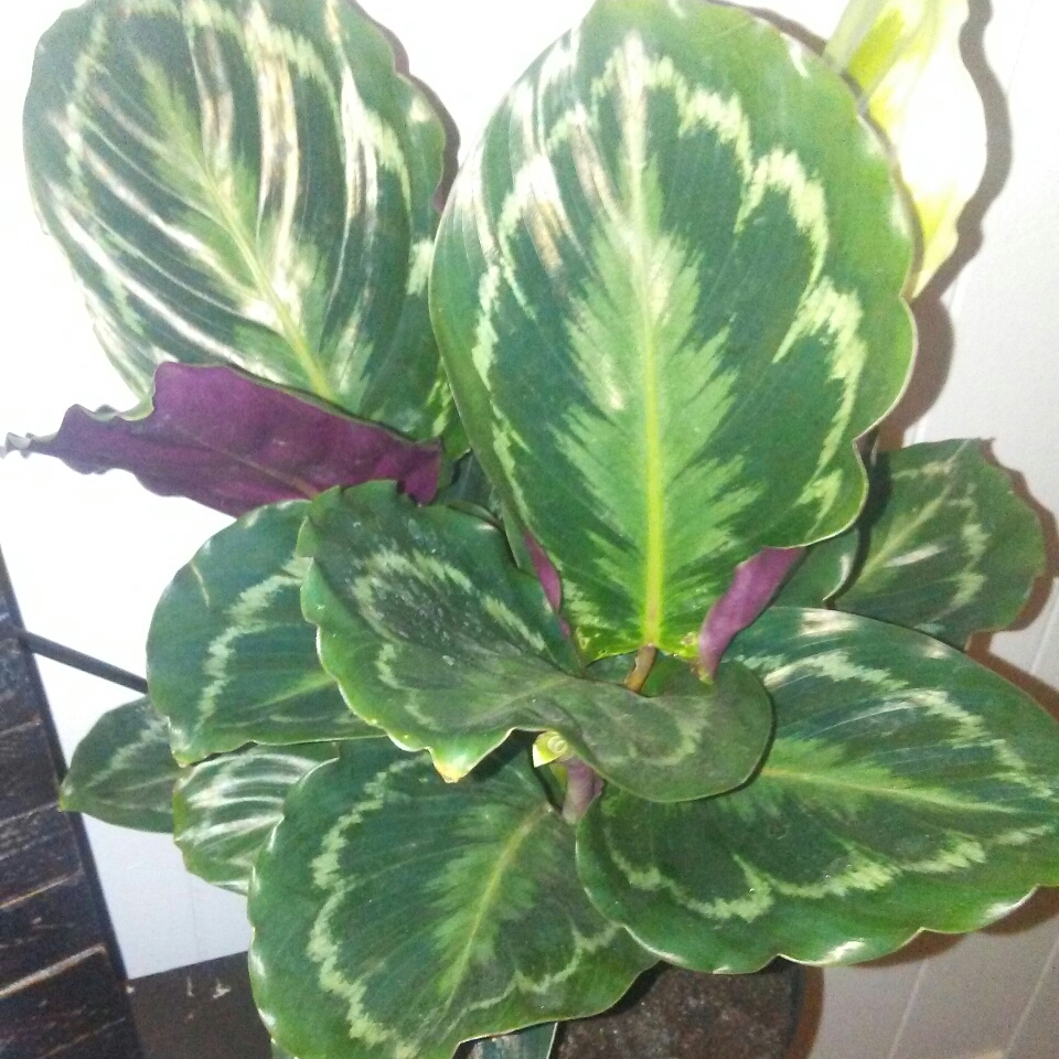 Calathea veitchiana in the GardenTags plant encyclopedia Zebra Plant in the GardenTags plant encyclopedia