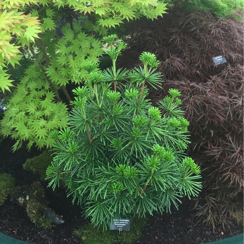 Sciadopitys verticillata Sternschnuppe in the GardenTags plant encyclopedia Japanese Umbrella Pine Sternschnuppe in the GardenTags plant encyclopedia