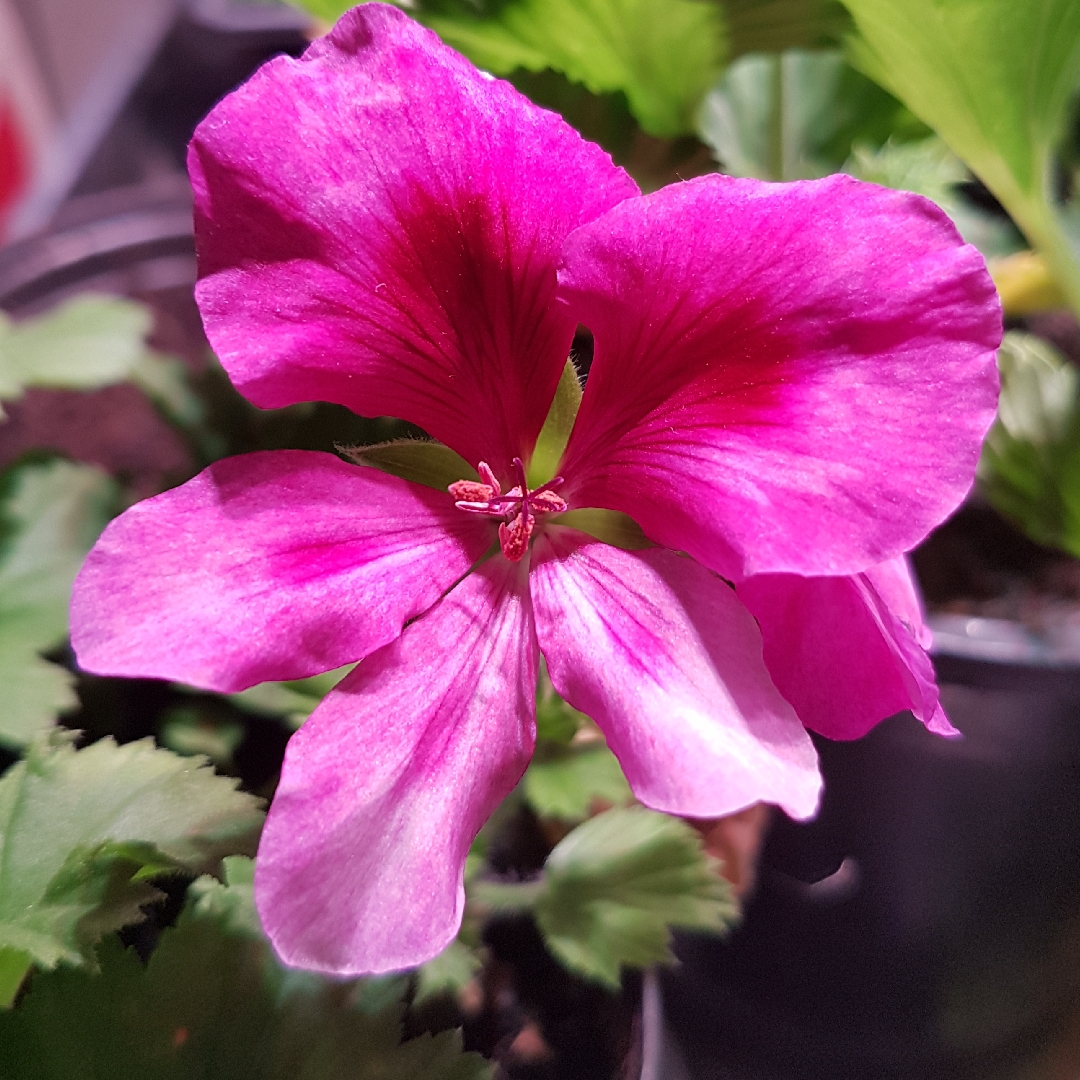Pelargonium Montys Magic in the GardenTags plant encyclopedia Pelargonium Montys Magic (Regal) in the GardenTags plant encyclopedia
