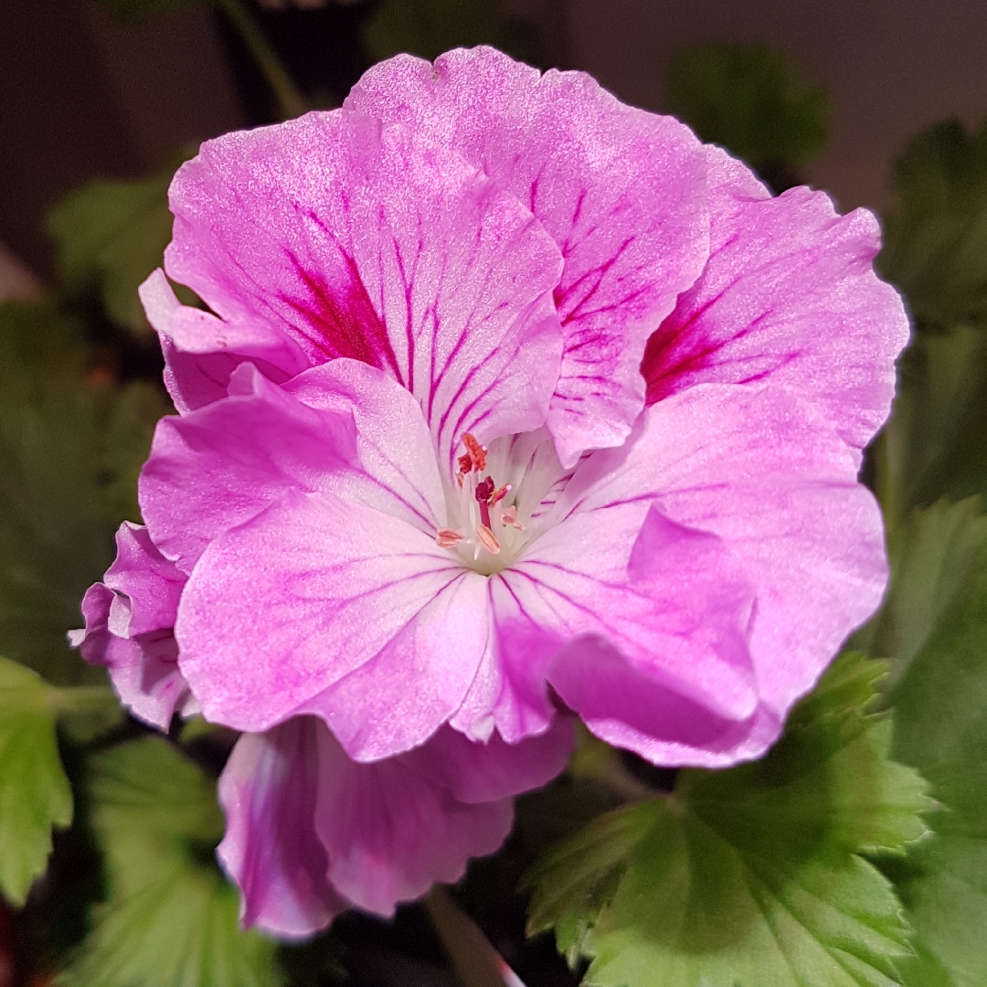 Pelargonium Regorch (Aristo Series) syn. Pelargonium Aristo Orchid in the GardenTags plant encyclopedia Pelargonium Aristo Orchid (Regal) in the GardenTags plant encyclopedia
