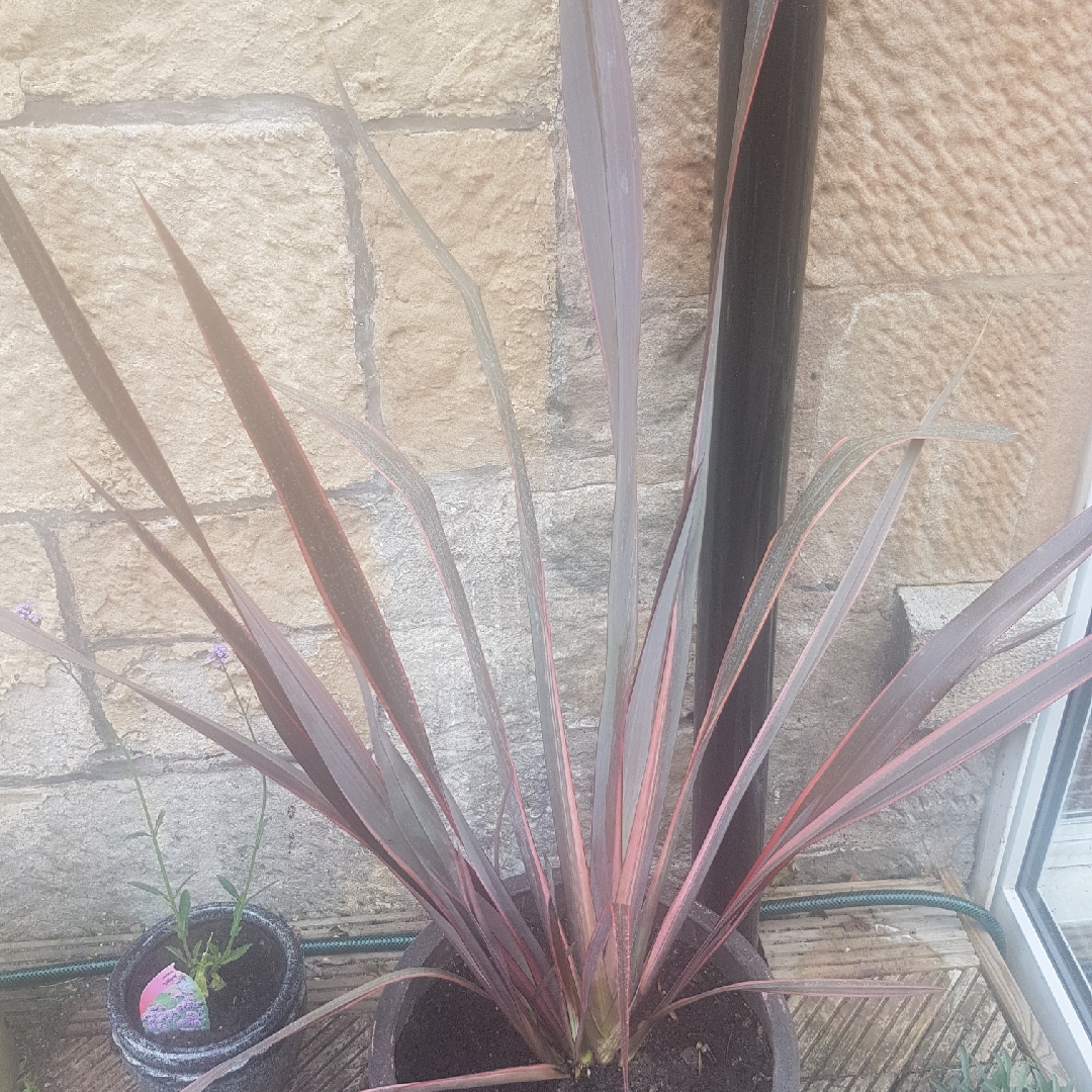 Phormium Tenax Pink Ribbon in the GardenTags plant encyclopedia New Zealand Flax Pink Ribbon in the GardenTags plant encyclopedia