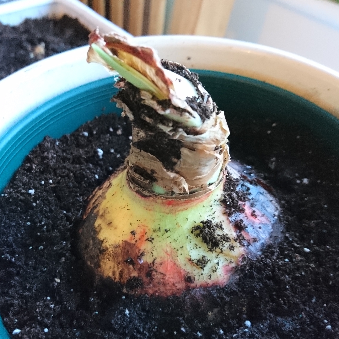 Hippeastrum Christmas Star in the GardenTags plant encyclopedia Hippeastrum Christmas Star in the GardenTags plant encyclopedia