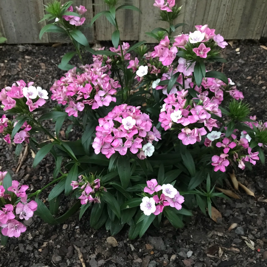 Dianthus barbatus Jolt™ Pink Magic in the GardenTags plant encyclopedia Sweet William Jolt™ Pink Magic in the GardenTags plant encyclopedia