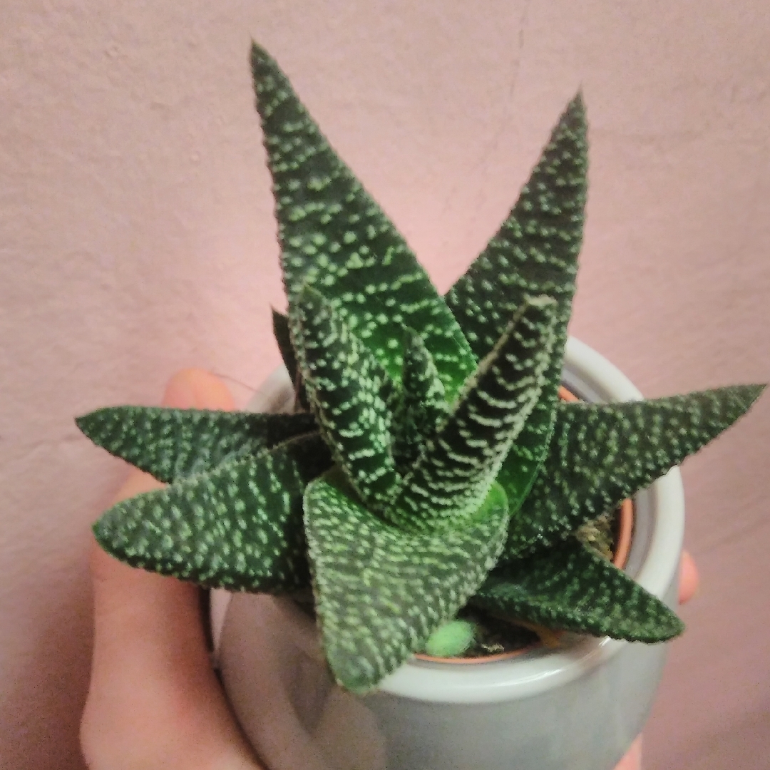 Gasteria Okavango in the GardenTags plant encyclopedia