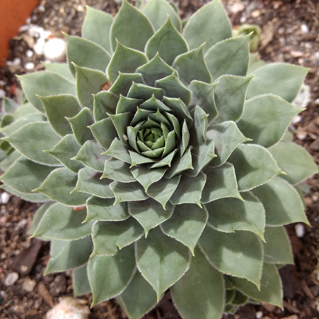 Sempervivum Slabbers Seedling in the GardenTags plant encyclopedia Sempervivum Slabbers Seedling in the GardenTags plant encyclopedia