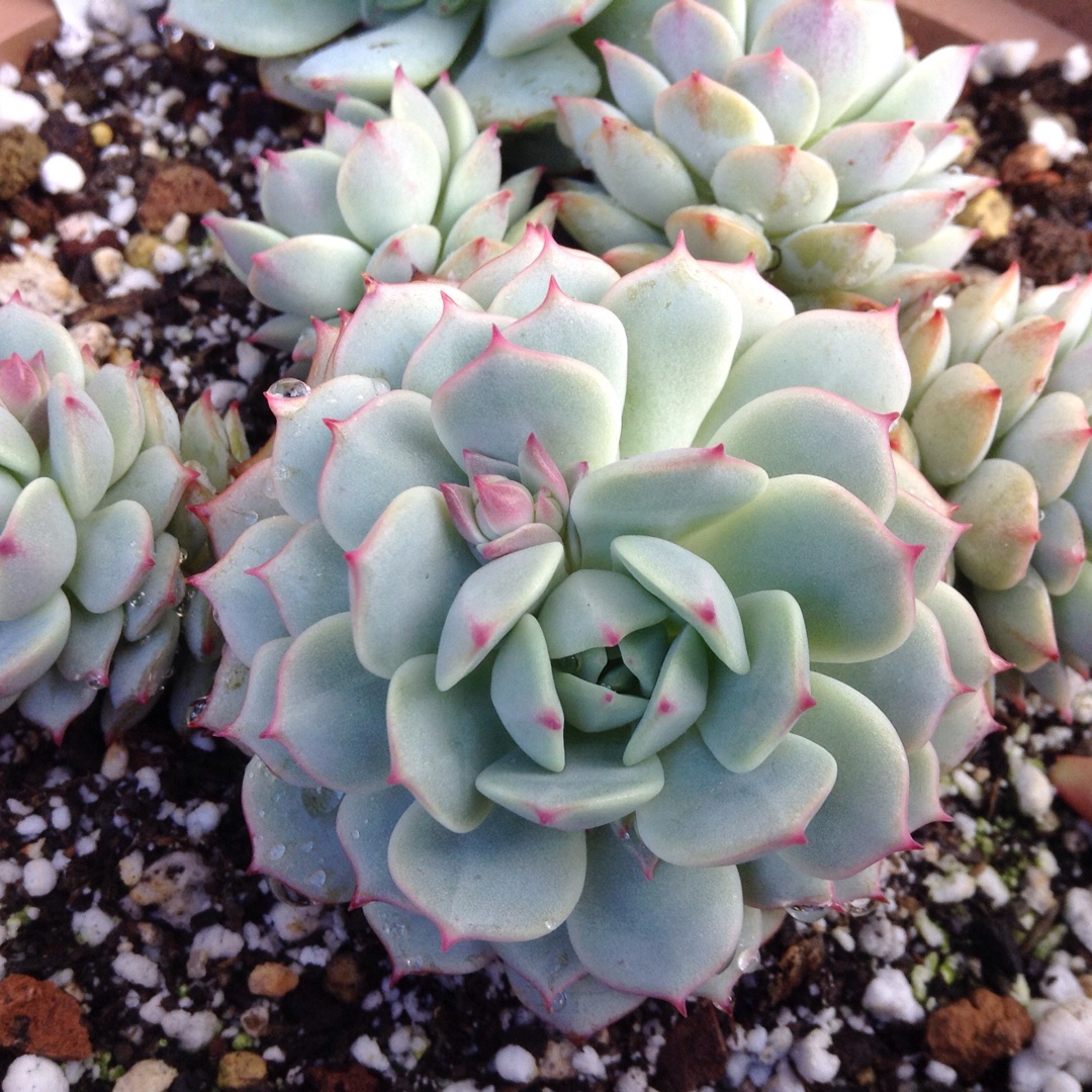 Echeveria Captain Hay in the GardenTags plant encyclopedia Echeveria Captain Hay in the GardenTags plant encyclopedia