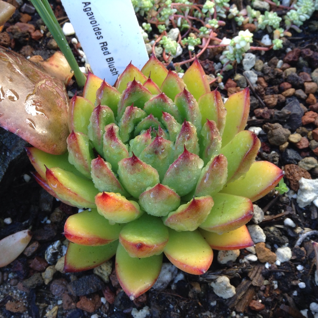 Echeveria Agavoides Red Blush in the GardenTags plant encyclopedia