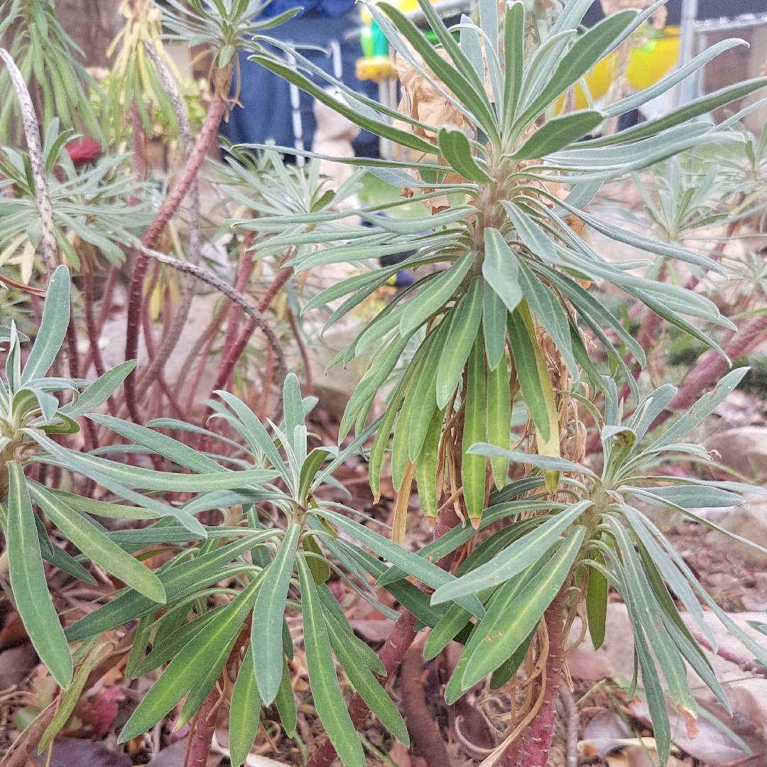 Euphorbia characias subsp. wulfenii Shorty in the GardenTags plant encyclopedia Mediterranean Spurge Shorty in the GardenTags plant encyclopedia