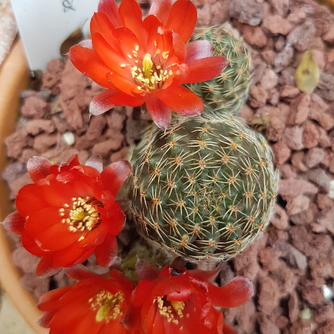 Rebutia heliosa var. cajasensis in the GardenTags plant encyclopedia Rebutia Cajasensis in the GardenTags plant encyclopedia